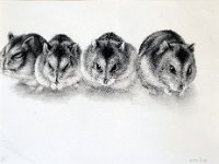 Hamsters 1